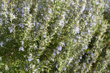 Obraz premium Rosemary (Rosmarinus officinalis)