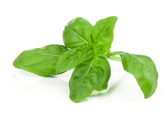 fresh basil on white background