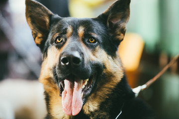 German Shepherd Dog Indoor Portrait
