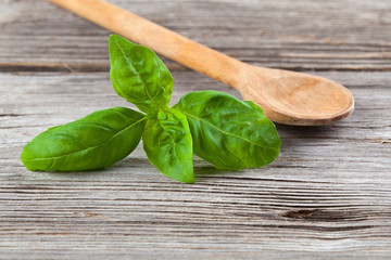 Fototapeta premium basil leaf on wooden background