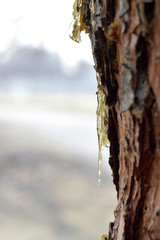 Resin adhesive on the trees.