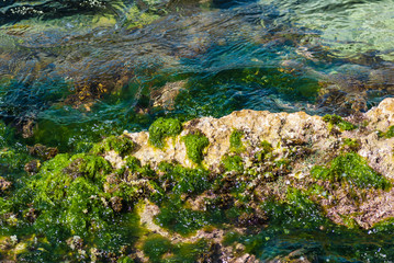 Stony beach with sea grass and flowing water.