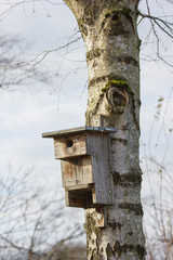 Birke mit Vogelhäuschen