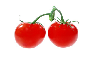 tomatoes on the vine
