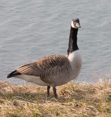 Canada Goose portrait