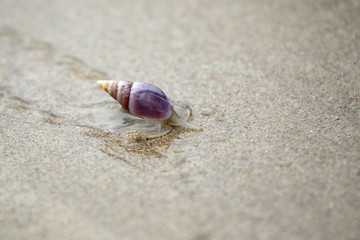 Plough Snail (Bullia digitalis)