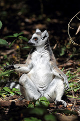 Fototapeta premium Katta (Lemur catta)