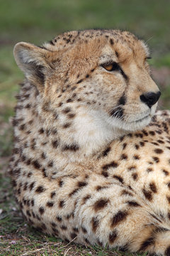 Gepard (Acinonyx jubatus) © DirkR