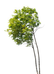 isolated tree