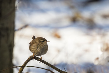 Wren