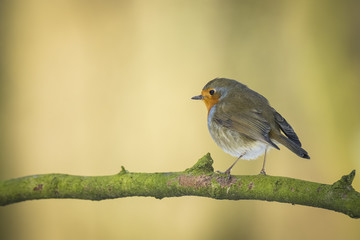 Robin redbreast