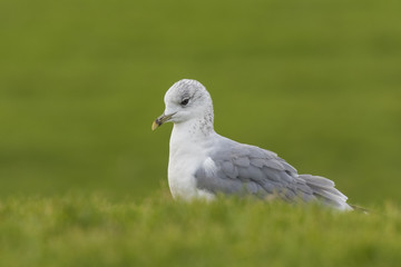 Mew gull