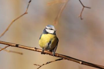 Blue tit (Parus caeruleus) on a twig at dawn