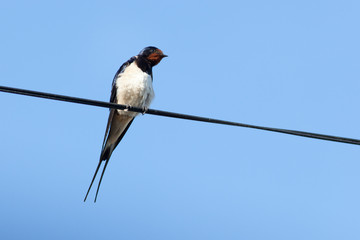 Barn Swallow (Hirundo rustica)