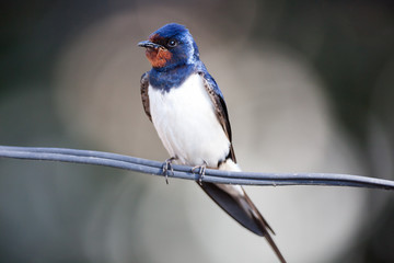 Barn Swallow (Hirundo rustica)