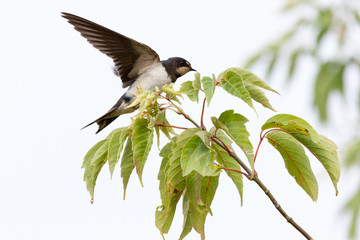 Barn Swallow (Hirundo rustica)