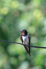 Barn Swallow (Hirundo rustica)