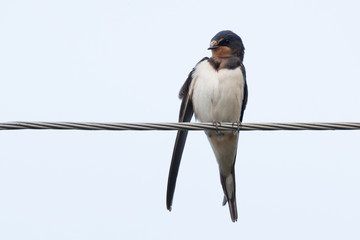 Barn Swallow (Hirundo rustica)