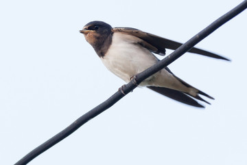 Barn Swallow (Hirundo rustica)