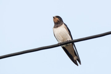 Barn Swallow (Hirundo rustica)
