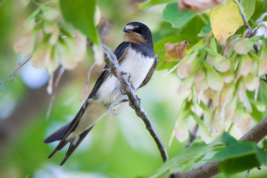 Barn Swallow (Hirundo rustica)