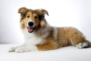 animal, canine, collie, natur,sheepdog, white