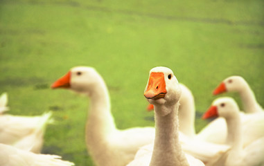 Flock of geese
