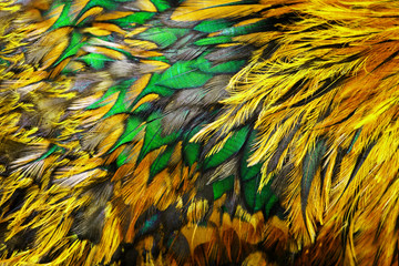 Bright brown feather group of some bird