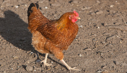 Brown Hen