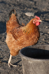Brown Hen