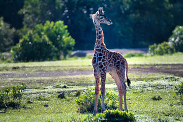 Giraffe calf