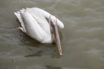 Oiseau-P&eacute;lican blanc-Pelecanus onocrotalus-djoudj-S&eacute;n&eacute;gale