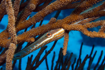 Hidden trumpet fish © franciscojrg