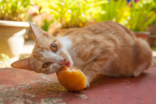 Small Cat Eating Bread