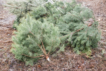 Thrown out Christmas trees