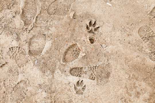 Footprints on frozen ground