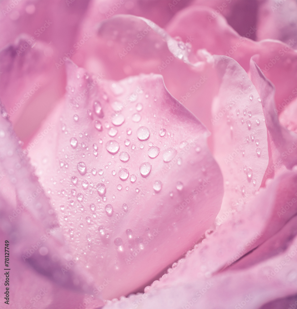 Sticker Pink rose background