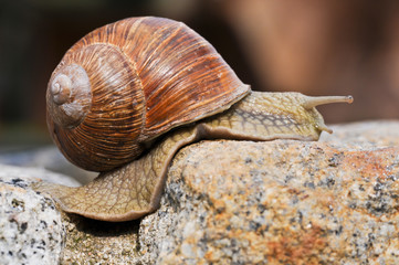 langsam aber zielstrebig aufwärts kriechen