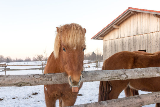 Freches Pferd streckt die Zunge raus