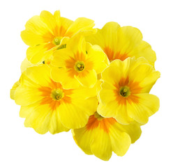 yellow primrose isolated on white background - obrazy, fototapety, plakaty