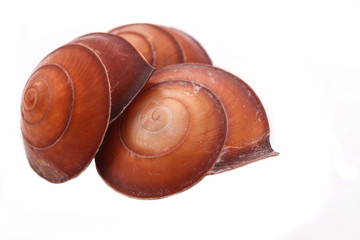 The Three Shell on the white background
