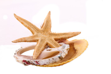 Fototapeta na wymiar The Starfish and Shell on the white background