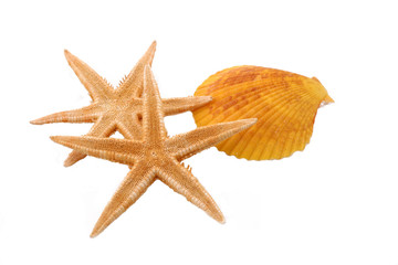 Fototapeta na wymiar Two Starfish and one Shell on the White Background