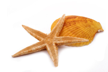 Fototapeta na wymiar The Starfish with shell on the white background