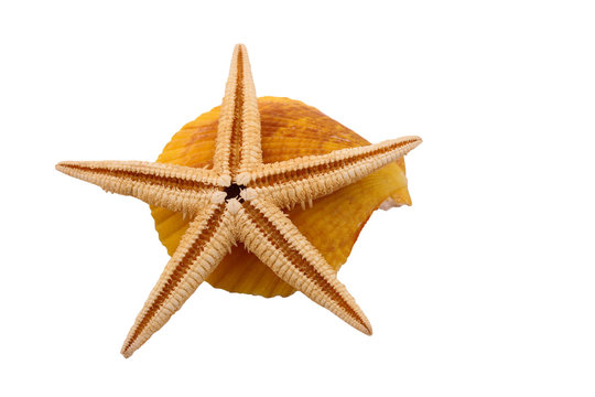 The Starfish with the shell on the white background