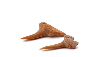 The Shark Teeth on the white backround