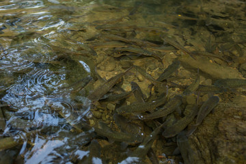 Fishes in pond with natural light.