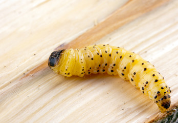 little woodworm