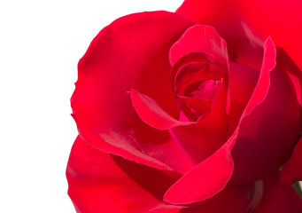 beautiful red rose on a white background