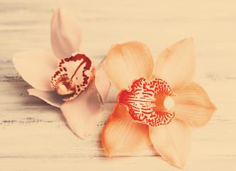 Beautiful blooming orchid on wooden background